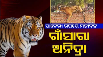 Tiger Enjoys Winter Sun 