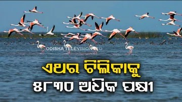 Chilika Bird Census