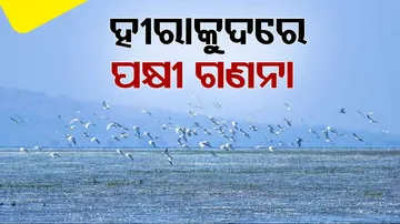 Hirakud Bird Census Begins