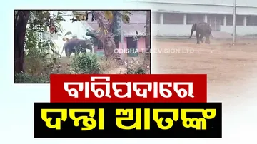 Elephant terror in baripada