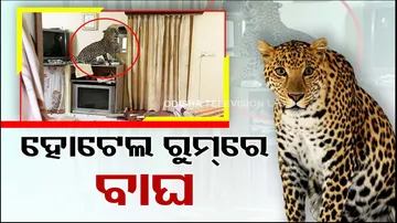 Leopard In Jeypore Hotel