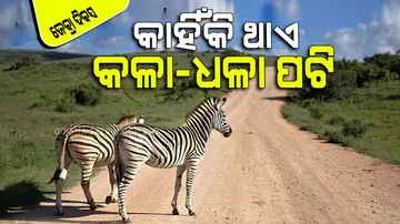 International Zebra Day 2024 