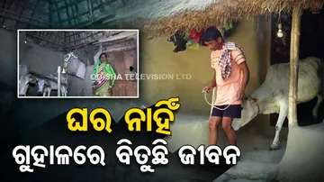 This family in Odisha’s Chandbali forced to share house with cow