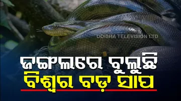 World's biggest Snake