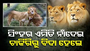 forest officer suspended for naming lion Akbar-Sita