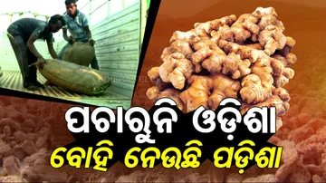 Koraput Ginger