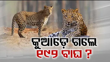 Leopard population in Odisha