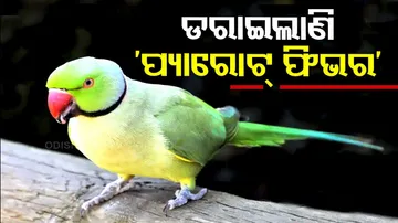 Parrot Fever Outbreak In Europe