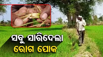 standing crops in Odisha’s Khariar