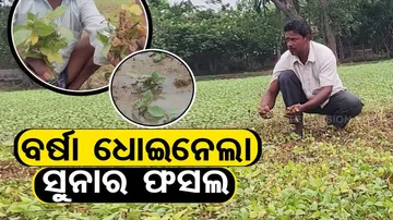 Insects destroy acres