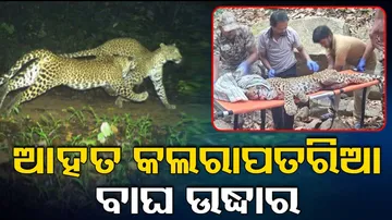 Leopard Rescued