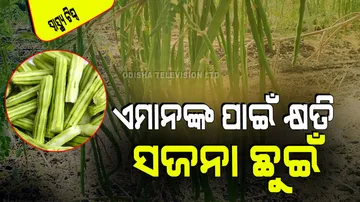 Health benefits and side effects of drumsticks