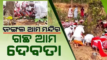 unique tribal festival where trees are worshiped