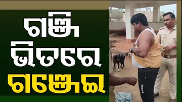 Ganja Sezied In Koraput Odisha