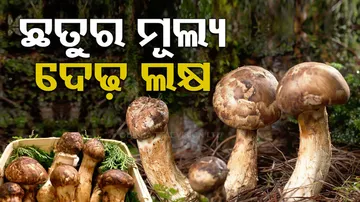 Worlds Most Expensive Matsutake mushrooms