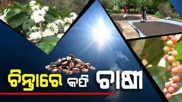 Coffee production in Koraput