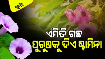 Elephant Creeper Health Benefits