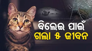 Five Die In Bid To Save Cat From Well In Maharashtra