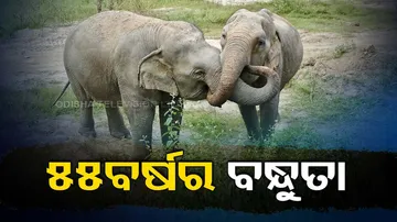  story of two elephant friends