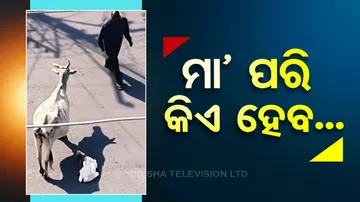  Cow protects calf from scorching heat