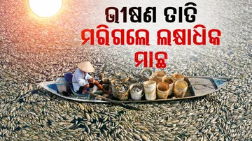 Millions of fish died at once