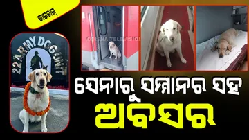 Army Dog Gets A First Class Train Ride To Retirement Home