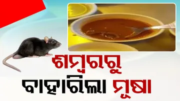 Rat in Sambar