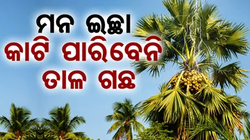 Restriction To Cut Palm Tree