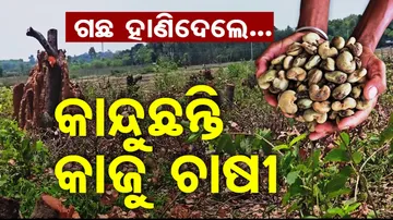 Odisha Cashew Farming