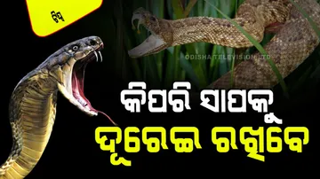 Ways to Keep Snakes Away