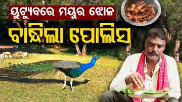 Indian YouTuber Arrested After Peacock Curry Video