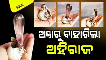 Have you ever seen king cobra hatch from its egg see here in viral video