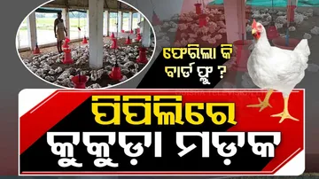 Mysterious death of Chickens