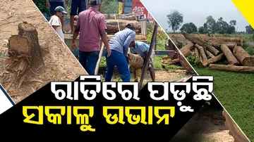 Illegal Tree Felling 