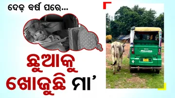 Cow's Search For Calf