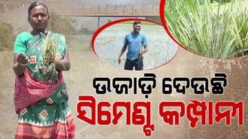 Cement Factory Destroys Crops