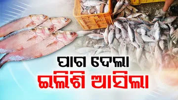 Fishermen thrilled with bumper hilsa catch