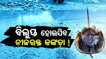 Horseshoe crabs on verge of extinction