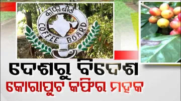 Koraput Coffee