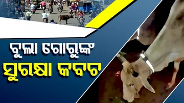 unique efforts to protect cows