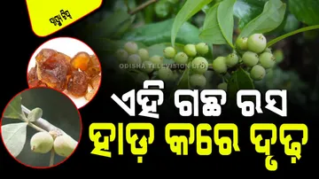 guggul plant importance benefits for body 