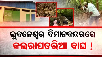 Leopard Spotted in Bhubaneswar