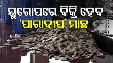Paradip Fish