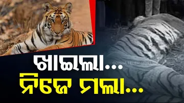 Villagers beat tiger to death after it kills man in Rajasthan's Ranthambore National Park