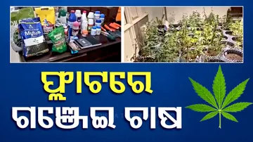 Man Grows Ganja Inside Flat Greater Noida