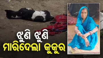Stray Dog Maul Elderly Woman to death 