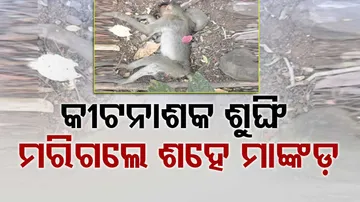 କୀଟନାଶକ ଶୁଙ୍ଘି ମରିଗଲେ ଶହେ ମାଙ୍କଡ଼