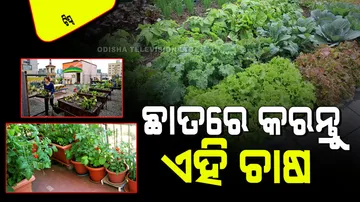 cultivate vegetables on the roof of your house
