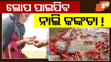 Disappearance of the Red Crabs