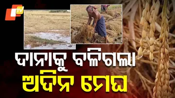 Incessant Rain Submerges Acres of paddy Crops
